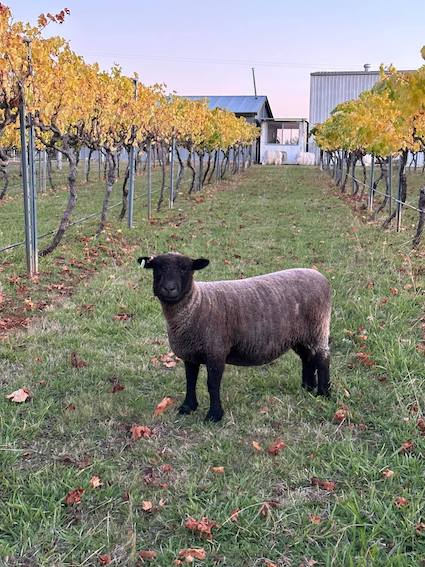 Coloured Babydoll sheep in vineyard