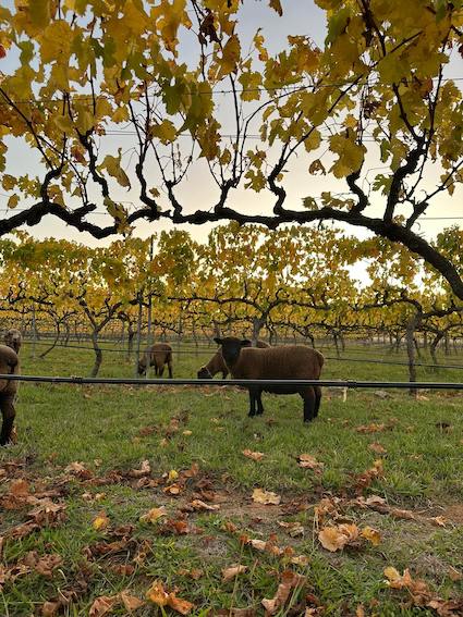 Babydoll sheep in vineyard
