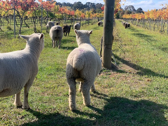 Babydoll sheep in vineyard